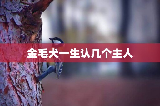 金毛犬一生認幾個主人