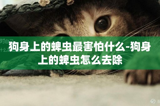 狗身上的蜱蟲最害怕什么-狗身上的蜱蟲怎么去除
