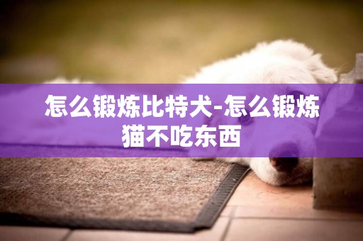 怎么鍛煉比特犬-怎么鍛煉貓不吃東西