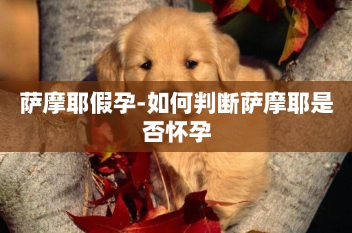薩摩耶假孕-如何判斷薩摩耶是否懷孕