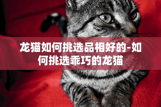 龍貓如何挑選品相好的-如何挑選乖巧的龍貓