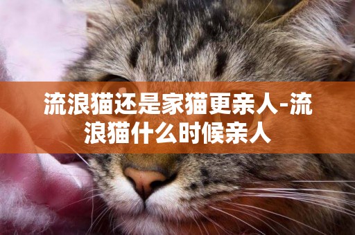 流浪貓還是家貓更親人-流浪貓什么時候親人
