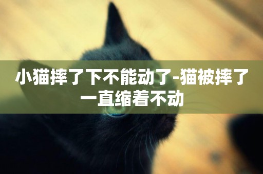 小貓摔了下不能動了-貓被摔了一直縮著不動