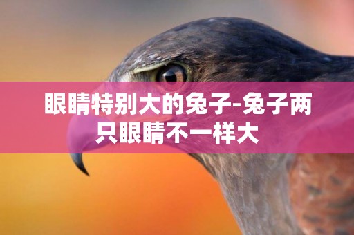 眼睛特別大的兔子-兔子兩只眼睛不一樣大