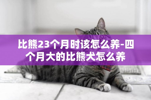 比熊23個月時該怎么養-四個月大的比熊犬怎么養
