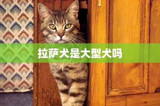 拉薩犬是大型犬嗎