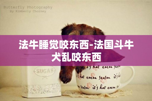 法牛睡覺咬東西-法國斗牛犬亂咬東西