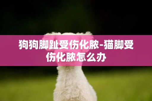 狗狗腳趾受傷化膿-貓腳受傷化膿怎么辦