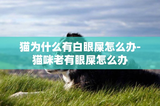 貓為什么有白眼屎怎么辦-貓咪老有眼屎怎么辦