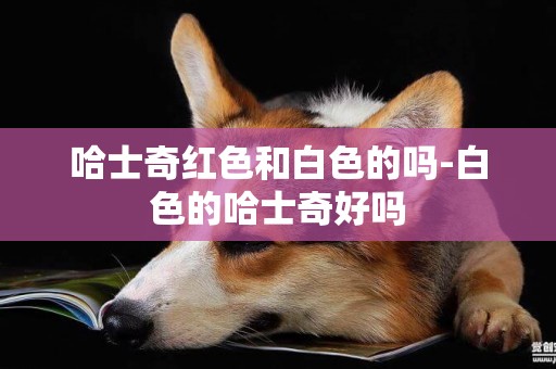 哈士奇紅色和白色的嗎-白色的哈士奇好嗎