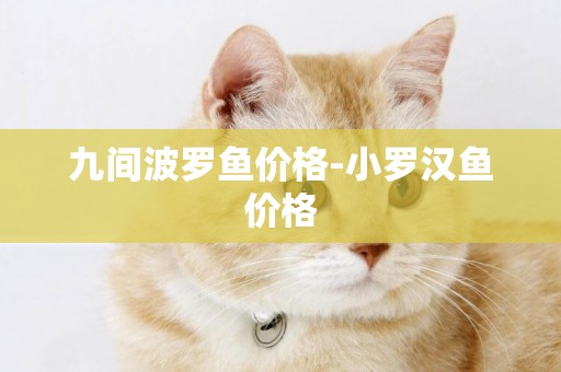 九間波羅魚價格-小羅漢魚價格