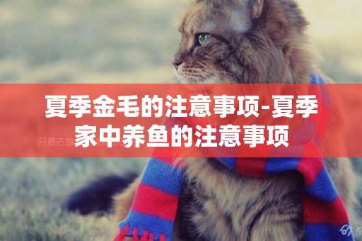 夏季金毛的注意事項-夏季家中養魚的注意事項