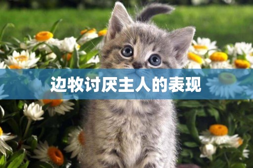 邊牧討厭主人的表現