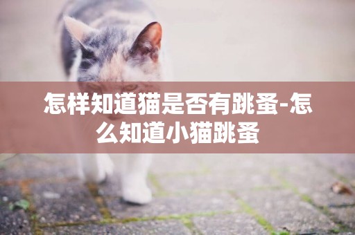怎樣知道貓是否有跳蚤-怎么知道小貓跳蚤