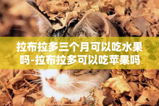 拉布拉多三個月可以吃水果嗎-拉布拉多可以吃蘋果嗎