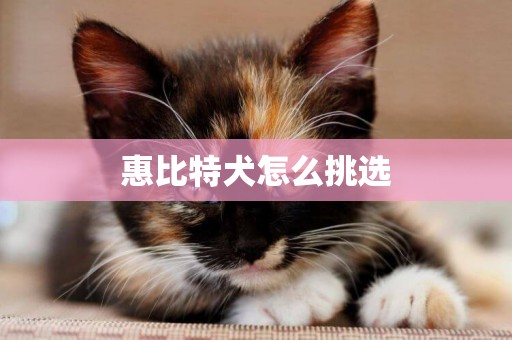 惠比特犬怎么挑選
