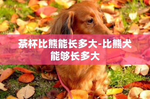 茶杯比熊能長多大-比熊犬能夠長多大