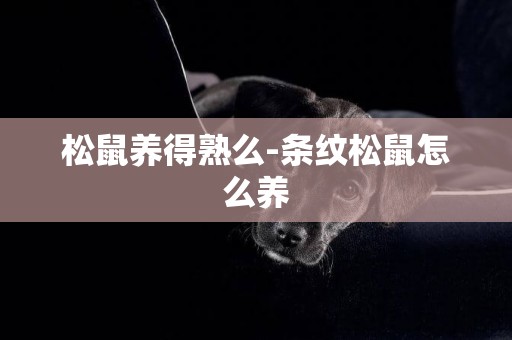 松鼠養得熟么-條紋松鼠怎么養