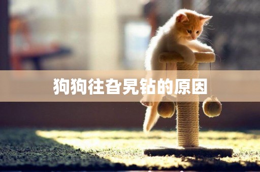 狗狗往旮旯鉆的原因
