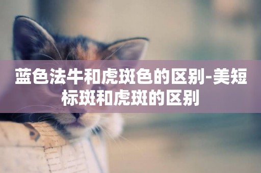 藍色法牛和虎斑色的區別-美短標斑和虎斑的區別