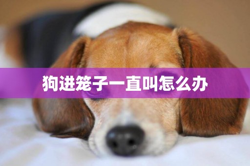 狗進籠子一直叫怎么辦