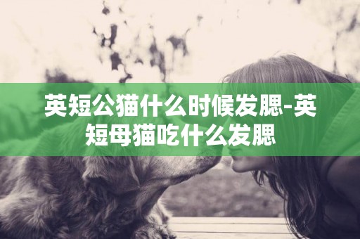 英短公貓什么時候發腮-英短母貓吃什么發腮