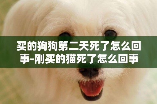 買的狗狗第二天死了怎么回事-剛買的貓死了怎么回事