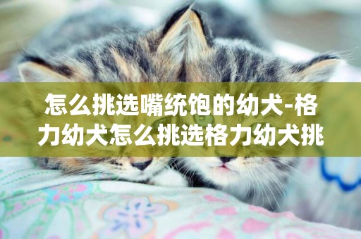 怎么挑選嘴統飽的幼犬-格力幼犬怎么挑選格力幼犬挑選