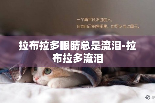 拉布拉多眼睛總是流淚-拉布拉多流淚