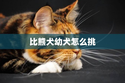 比熊犬幼犬怎么挑