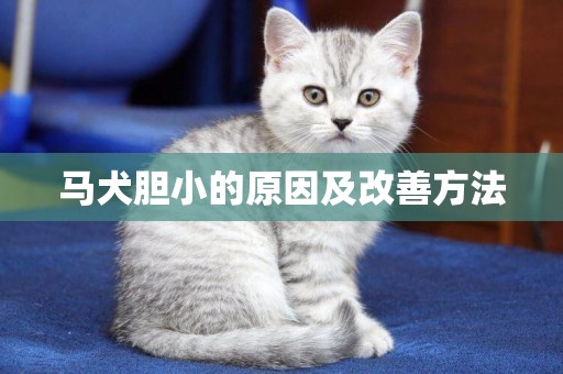 馬犬膽小的原因及改善方法