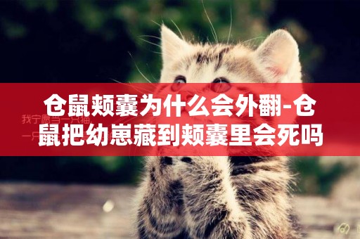 倉鼠頰囊為什么會外翻-倉鼠把幼崽藏到頰囊里會死嗎