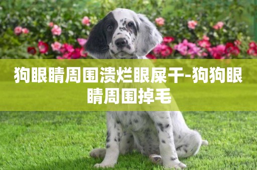 狗眼睛周圍潰爛眼屎干-狗狗眼睛周圍掉毛