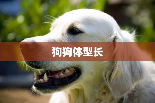 狗狗體型長