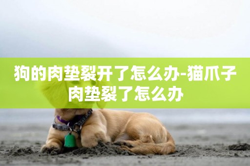 狗的肉墊裂開了怎么辦-貓爪子肉墊裂了怎么辦