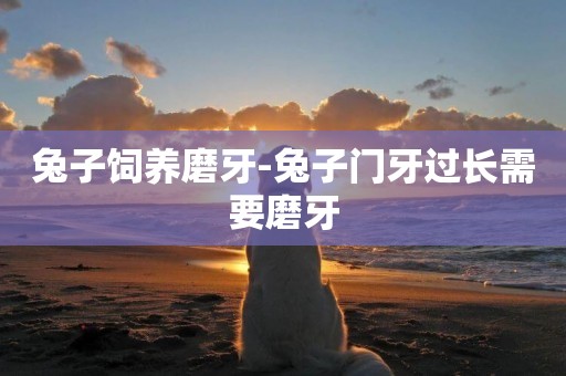 兔子飼養磨牙-兔子門牙過長需要磨牙