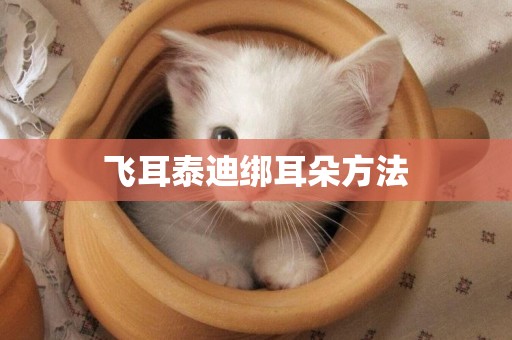 飛耳泰迪綁耳朵方法