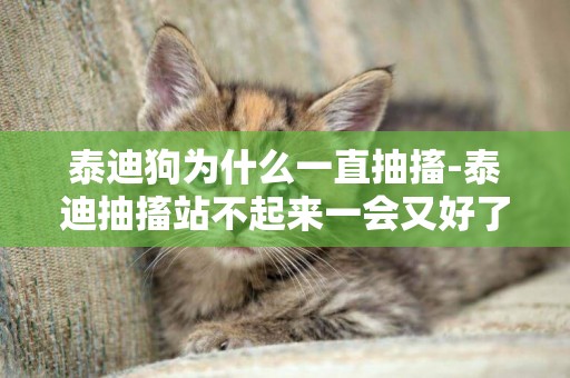 泰迪狗為什么一直抽搐-泰迪抽搐站不起來一會又好了