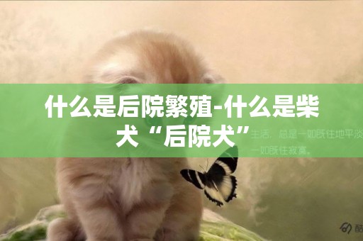 什么是后院繁殖-什么是柴犬“后院犬”