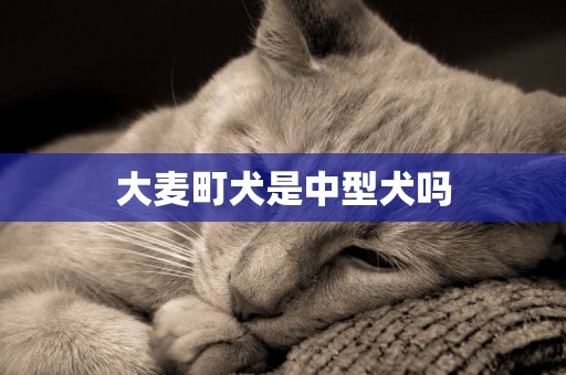 大麥町犬是中型犬嗎