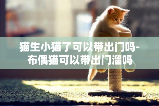 貓生小貓了可以帶出門嗎-布偶貓可以帶出門溜嗎