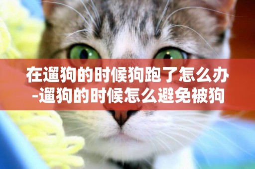 在遛狗的時候狗跑了怎么辦-遛狗的時候怎么避免被狗拉著跑