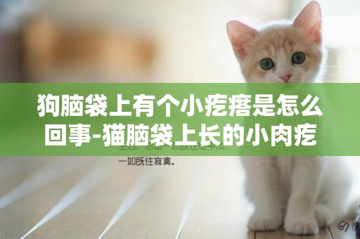 狗腦袋上有個小疙瘩是怎么回事-貓腦袋上長的小肉疙瘩怎么辦