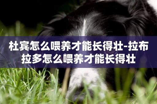 杜賓怎么喂養才能長得壯-拉布拉多怎么喂養才能長得壯