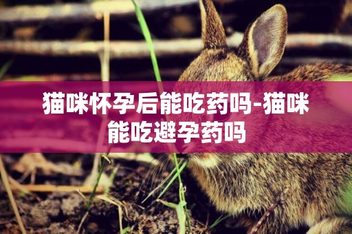 貓咪懷孕后能吃藥嗎-貓咪能吃避孕藥嗎
