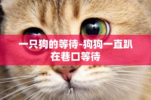 一只狗的等待-狗狗一直趴在巷口等待