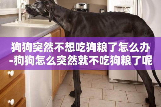 狗狗突然不想吃狗糧了怎么辦-狗狗怎么突然就不吃狗糧了呢