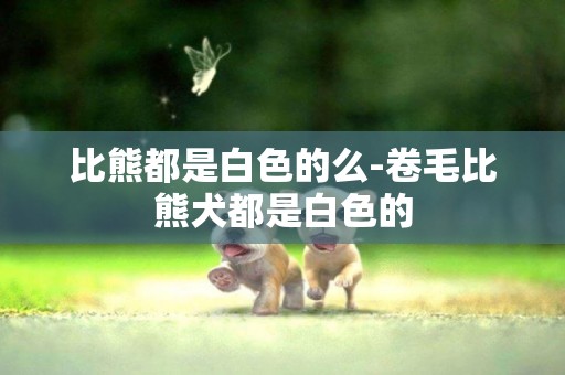 比熊都是白色的么-卷毛比熊犬都是白色的