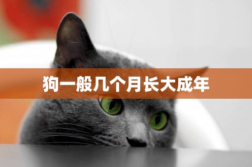 狗一般幾個月長大成年