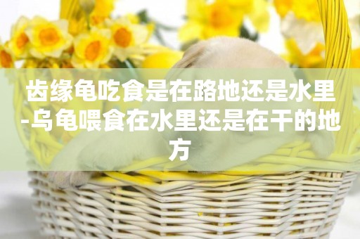 齒緣龜吃食是在路地還是水里-烏龜喂食在水里還是在干的地方